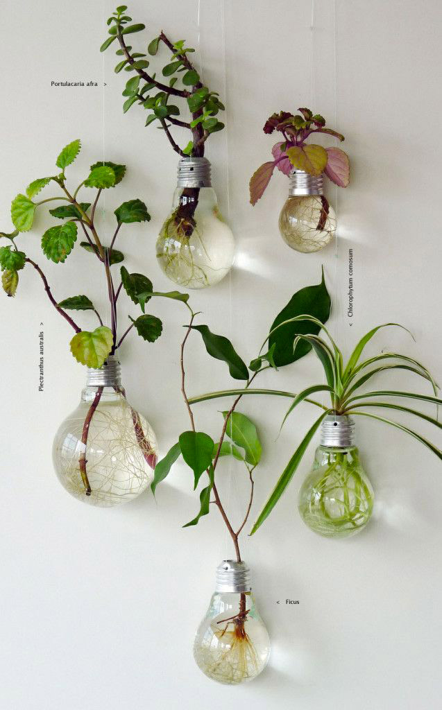 Lampadine trasformate in vasi per piante.