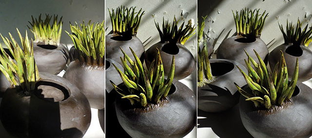 Descrizione e scheda tecnica di vasi moderni in ceramica dalle forme che richiamano la natura.