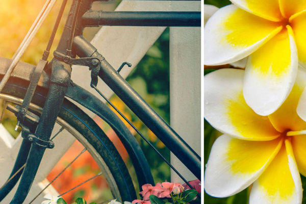 Bicicletta e fiori estivi.